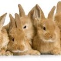 konijnen gezin